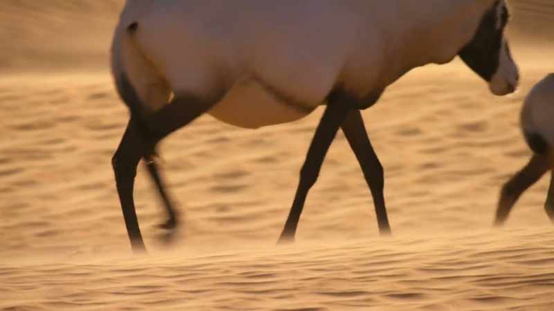 But reintroduction cannot save all desert animals