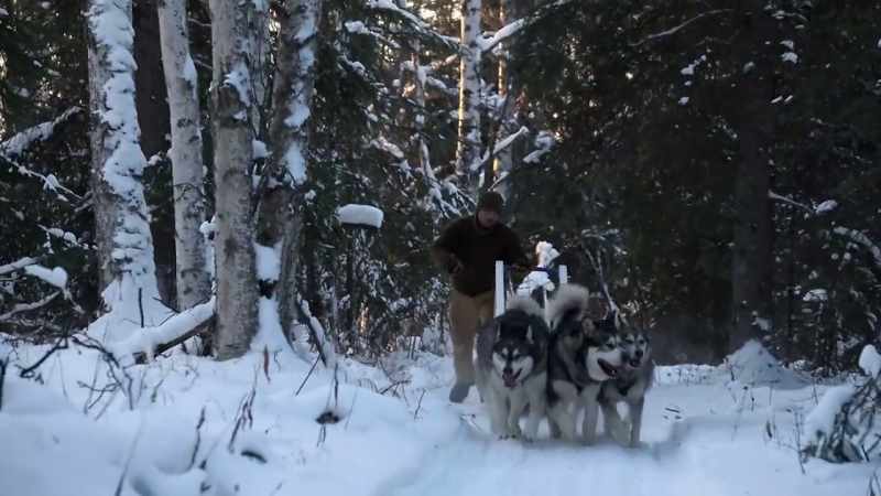 But for right now, we need these dogs to get in shape