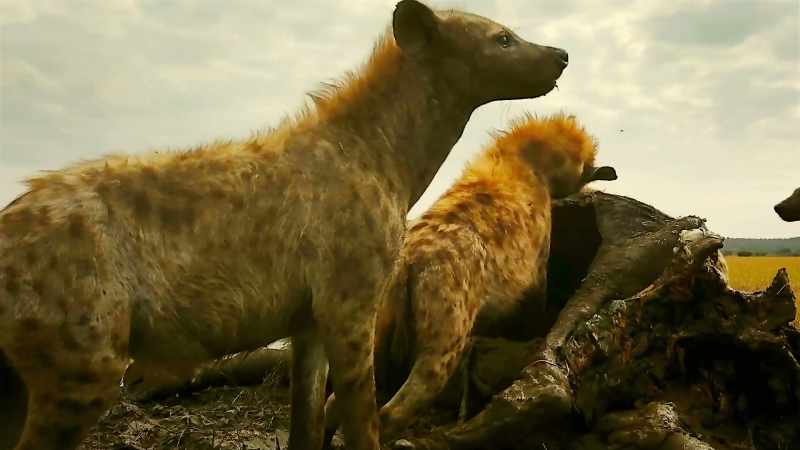 But even scavengers can be scavenged upon