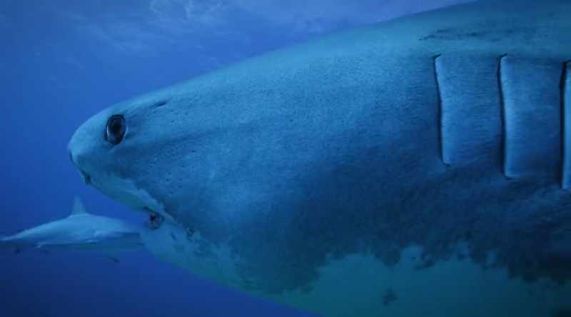 But sharks haven't survived 450 million years