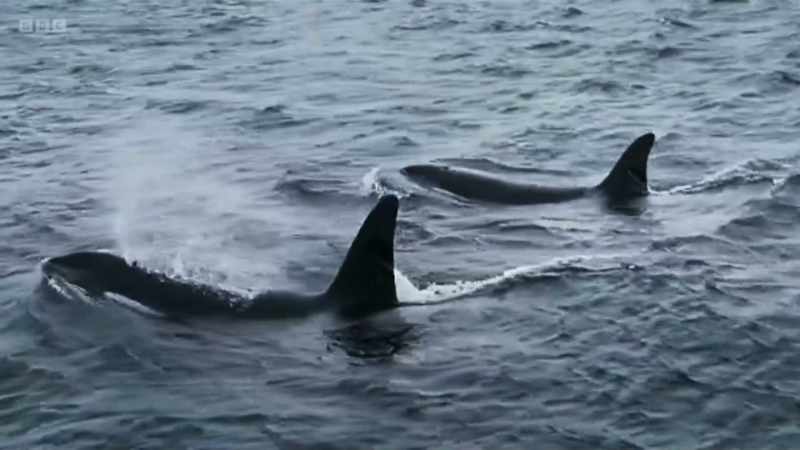 But since filming, three new calves have been spotted