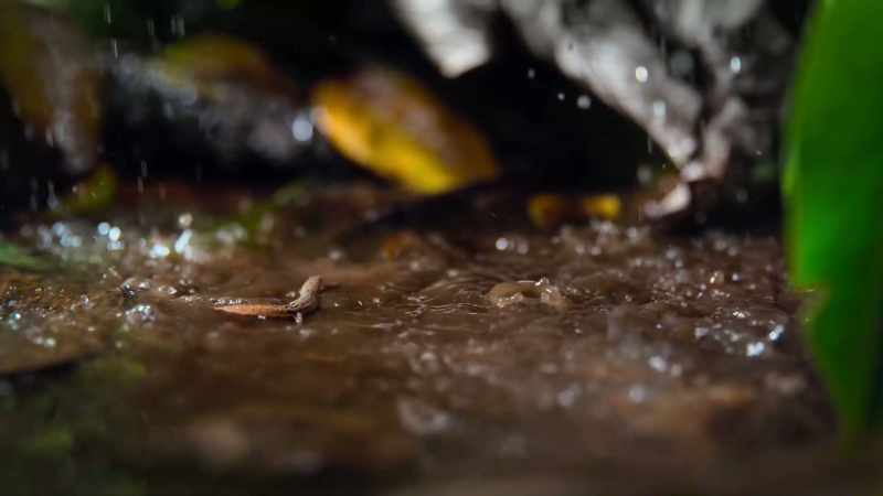 But size is a dwarf gecko's superpower