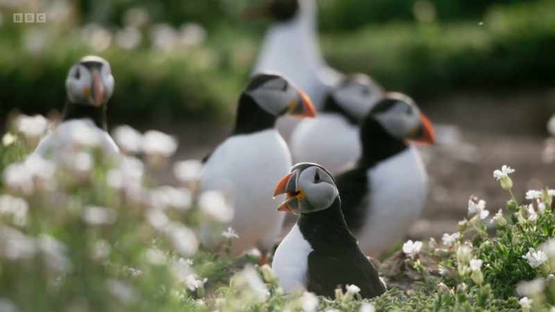 But Skomer is an exception