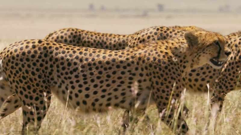 But, even so, with five mouths to feed, every hunt is very important