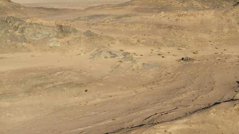 But some desert animals seldom move far