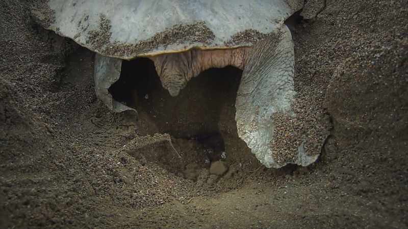 But some dinosaurs had another trick to keep their eggs warm