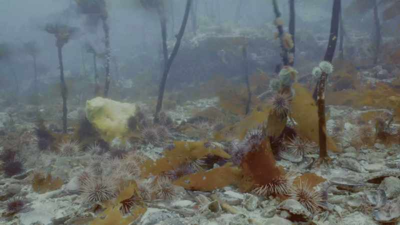 But some kelp forests here have unlikely guardians