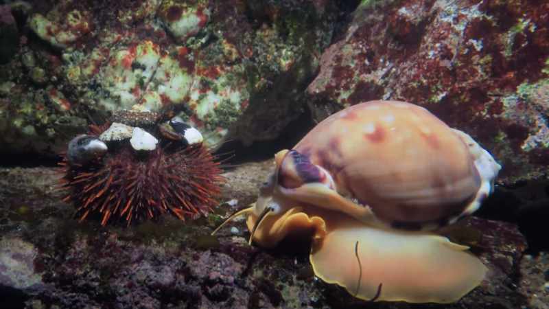 But some of these mollusks will only relax