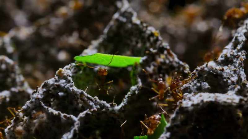 But as successful as these ants are
