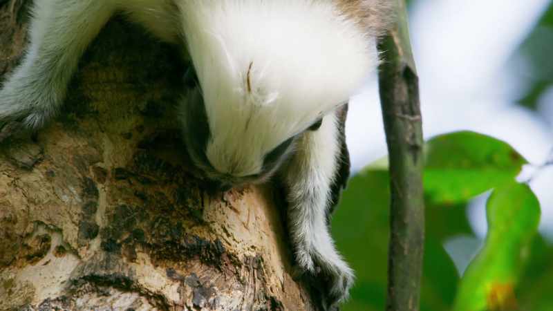 But tamarins like them too