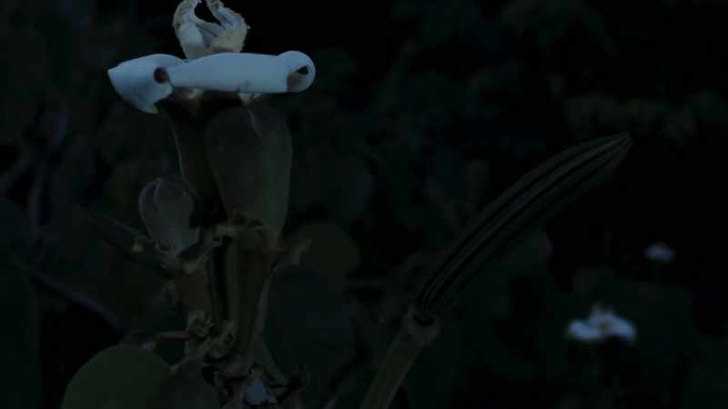 But the balsa leaves little to chance