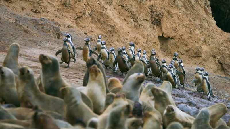 But the beach is already crowded with sea lions