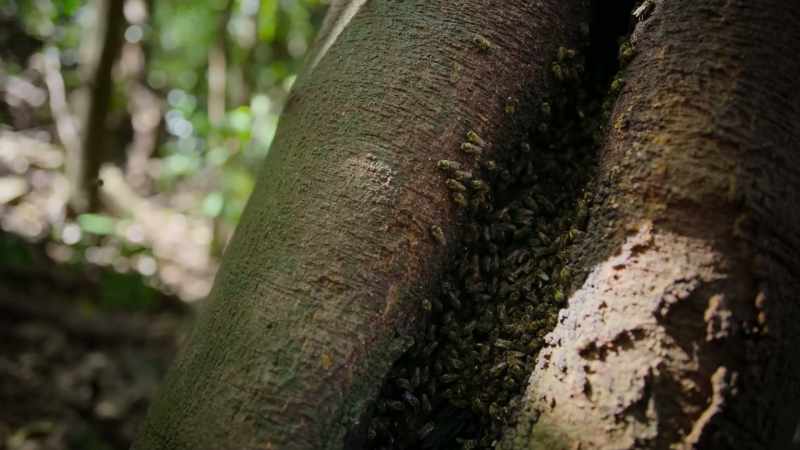 But the bees' amazing ability to work as one