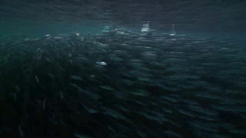 But the bigger the shoal