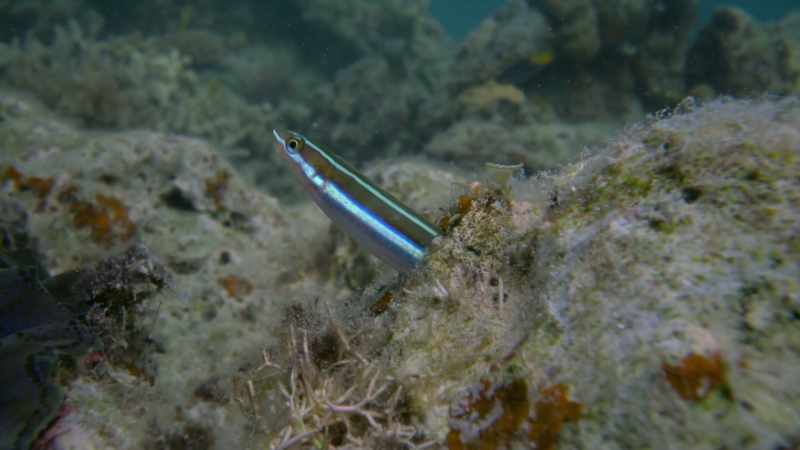 But the blenny has learnt how to exploit this trusting relationship