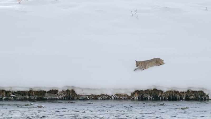 But the bobcat seems to take away