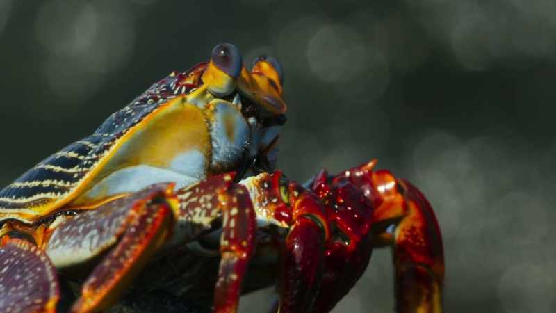 But the crab's feeding grounds are still a long way off