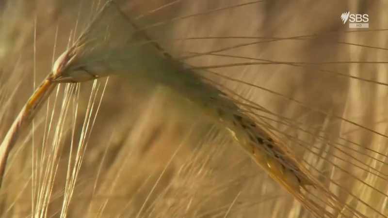 But the crops that grew above ancient earthworks