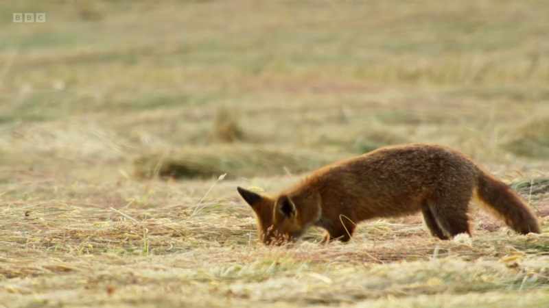 But the cubs need to be taught how to hunt properly