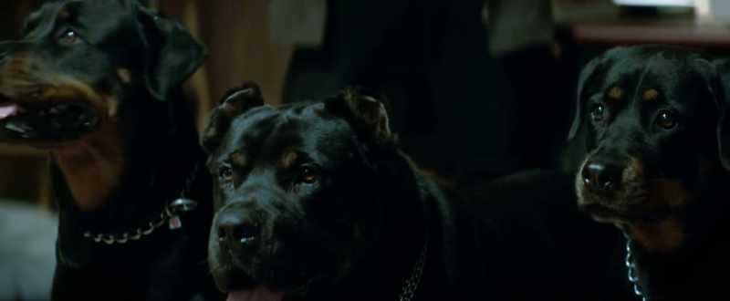 But if the dogs see your gun, they'll attack