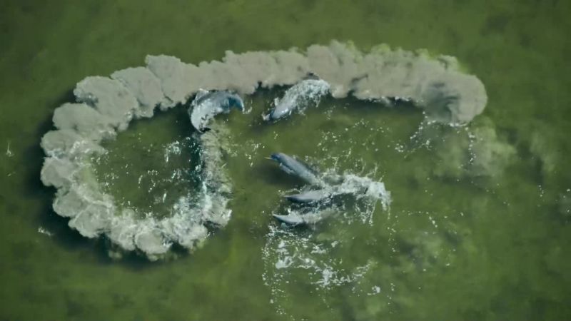But the dolphins move on and take another helping