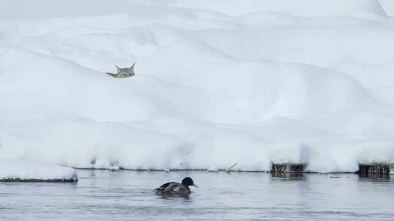 But the duck passes