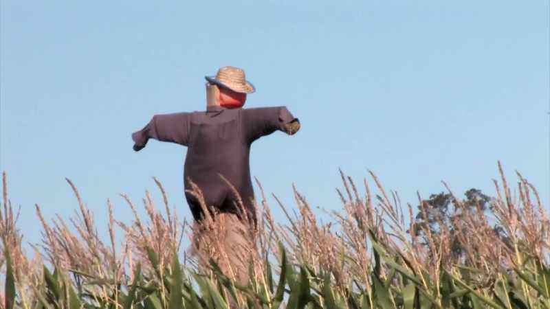 But the farmer actually had him
