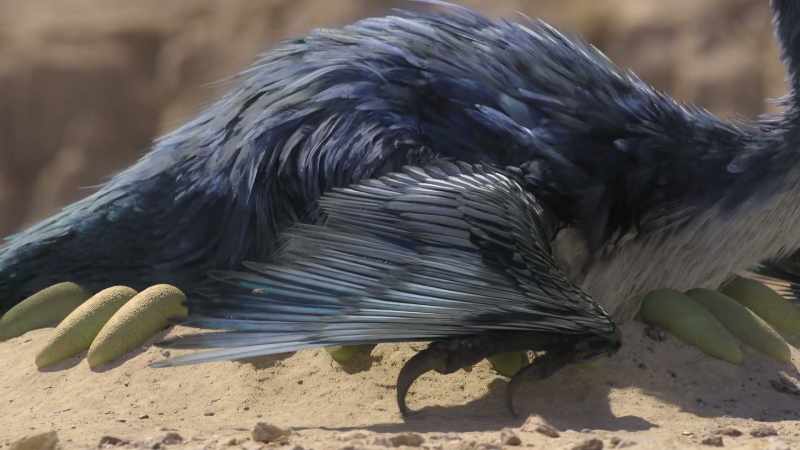 But the fathers use their broad tail and forearm feathers