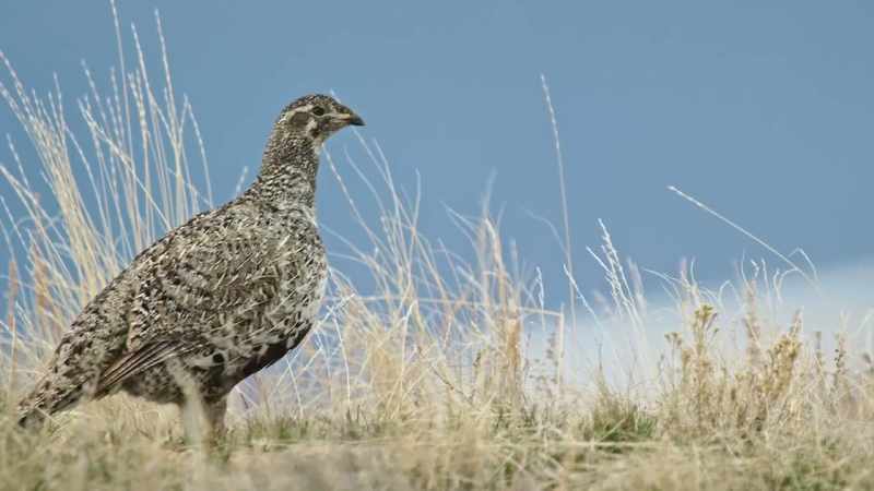 But the female sage grouse will raise them alone
