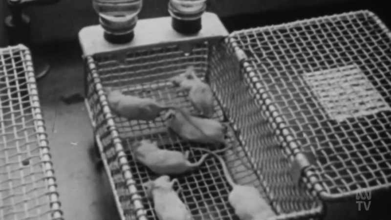 But the four mice who'd been given penicillin were alive