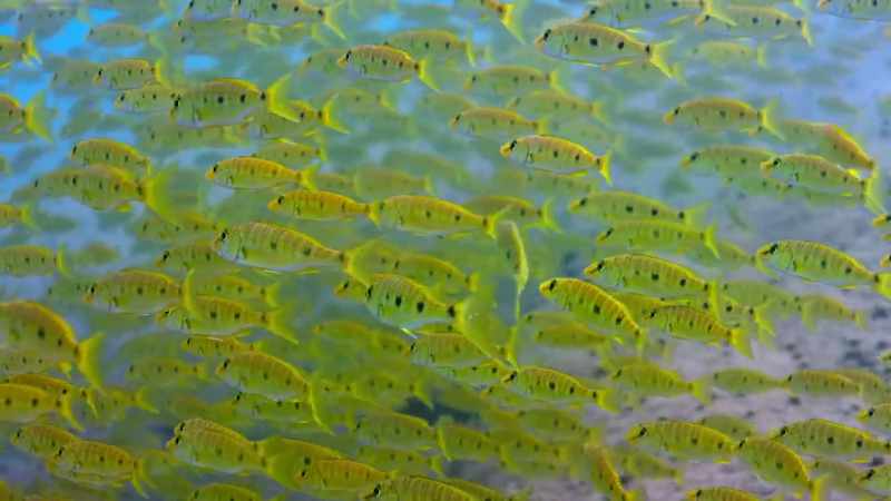 But the future for all these fish is uncertain