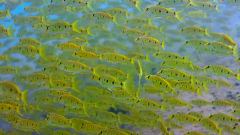 But the future for all these fish is uncertain