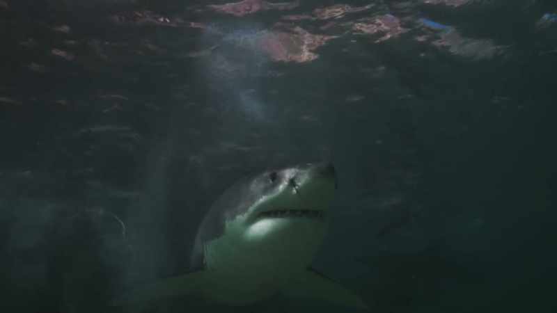 But as the great whites move in for the kill