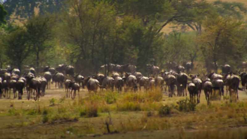 But the herd didn't miss a beat. Just kept on keepin' on
