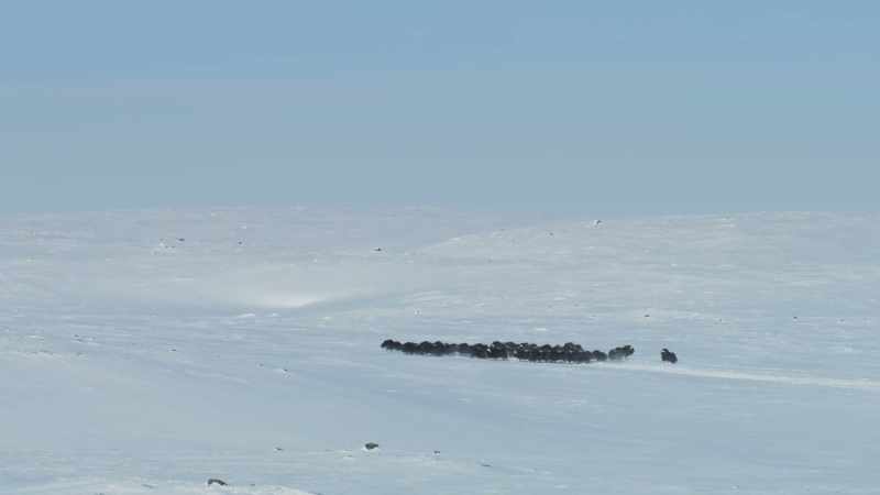 But the herd is now far away