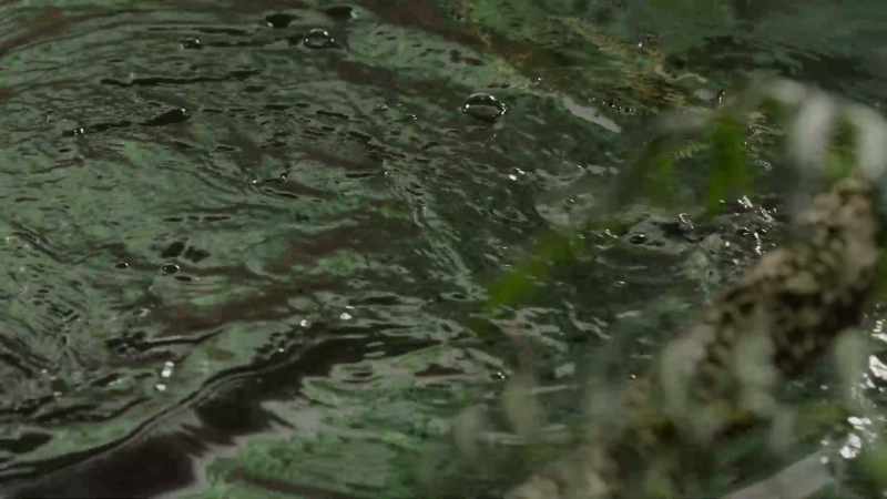But as the number of fish increases during summer