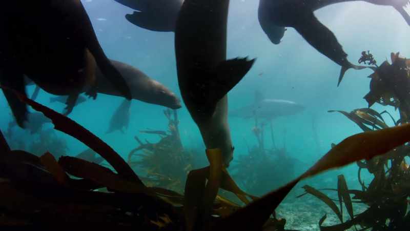 But the octopus shares the Cape waters