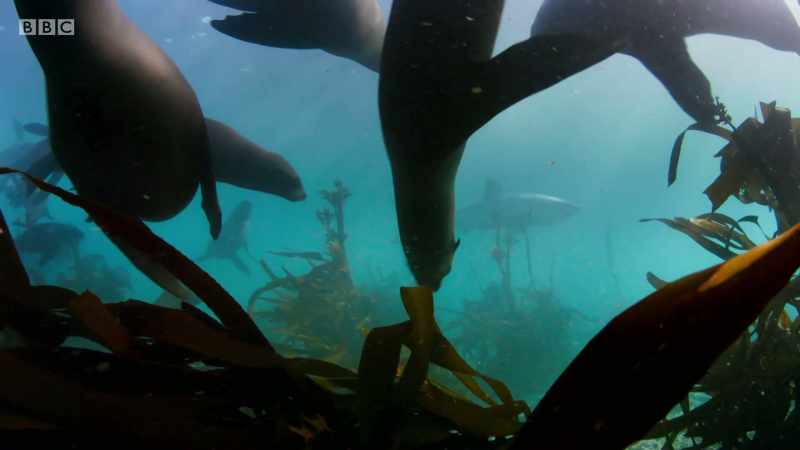 But the octopus shares the Cape waters