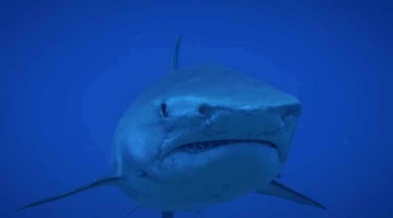 But the odds of a shark accidentally attacking