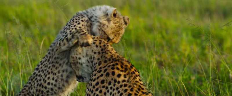 But the other cub is nowhere to be seen
