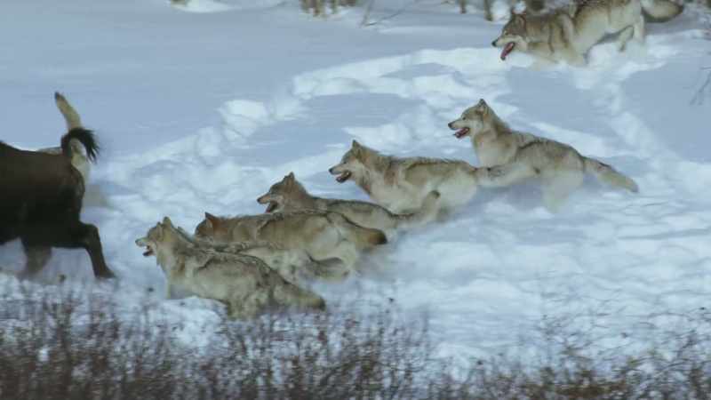 But the pack must feed, and they take turns to attack