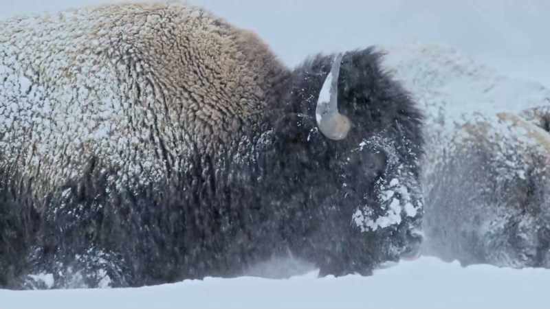 But even the perfectly adapted bison have