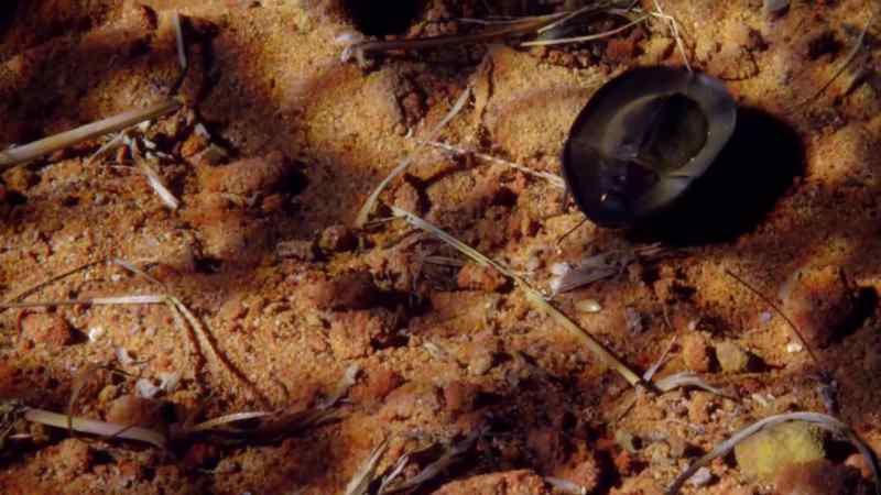 But the pie dish beetle's armour
