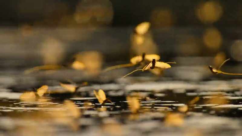 But when the rivers are clean, wildlife is quick to return