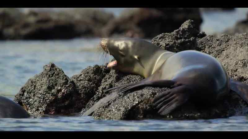 But for the sea lions