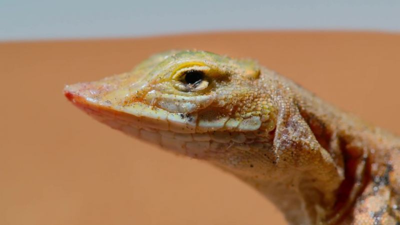 But the shovel-snouted lizard, as ever, is one step ahead