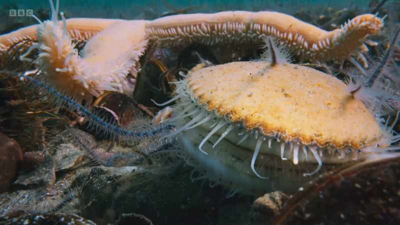 But the starfish moves quite slowly