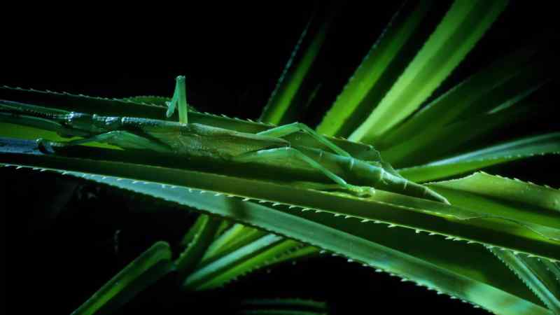 But the stick insect doesn't even try to escape