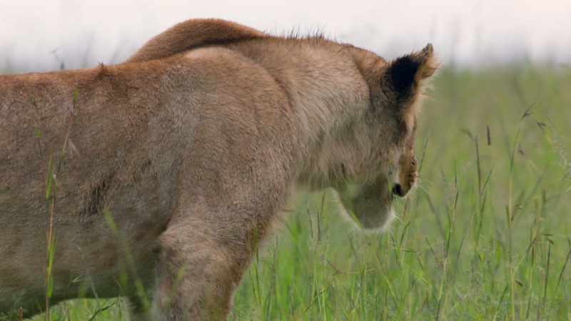 But the struggling cub is too weak to follow