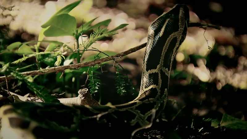 BUT THE WORLD'S LONGEST SNAKE, THE RETICULATED PYTHON